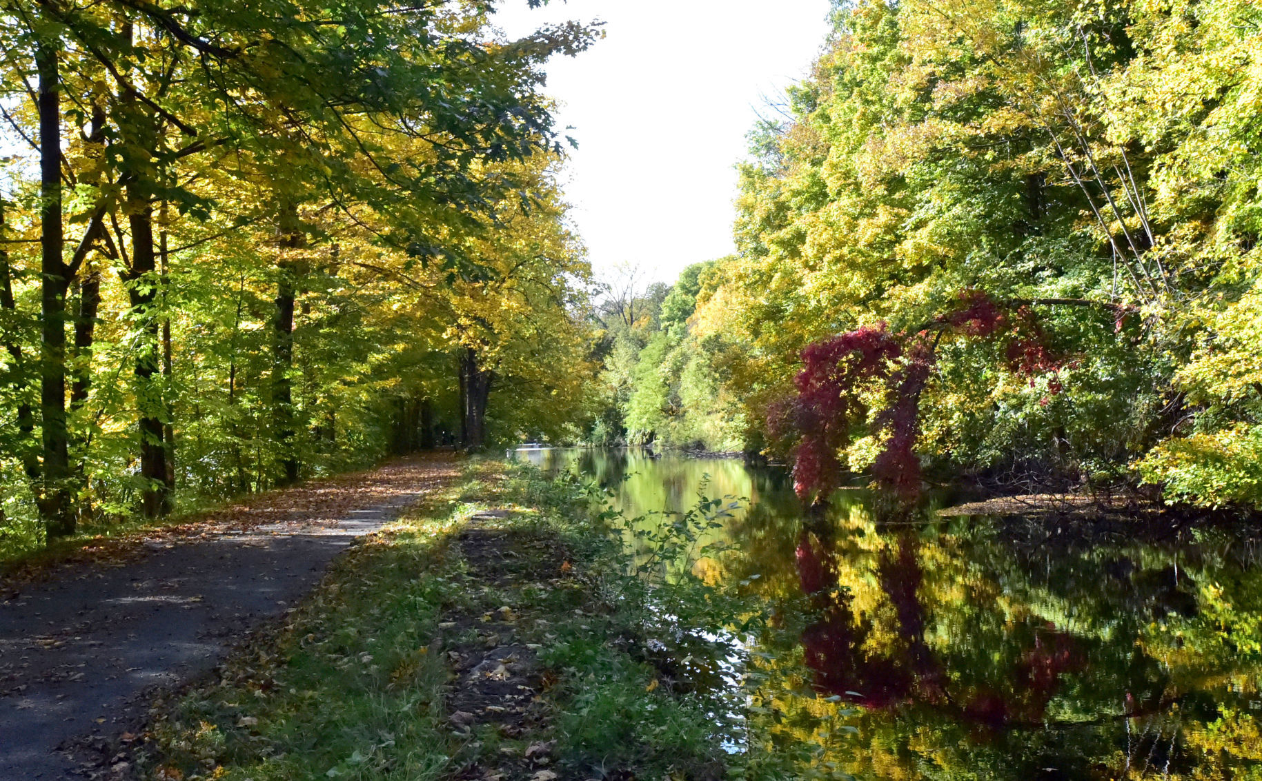 Fall foliage